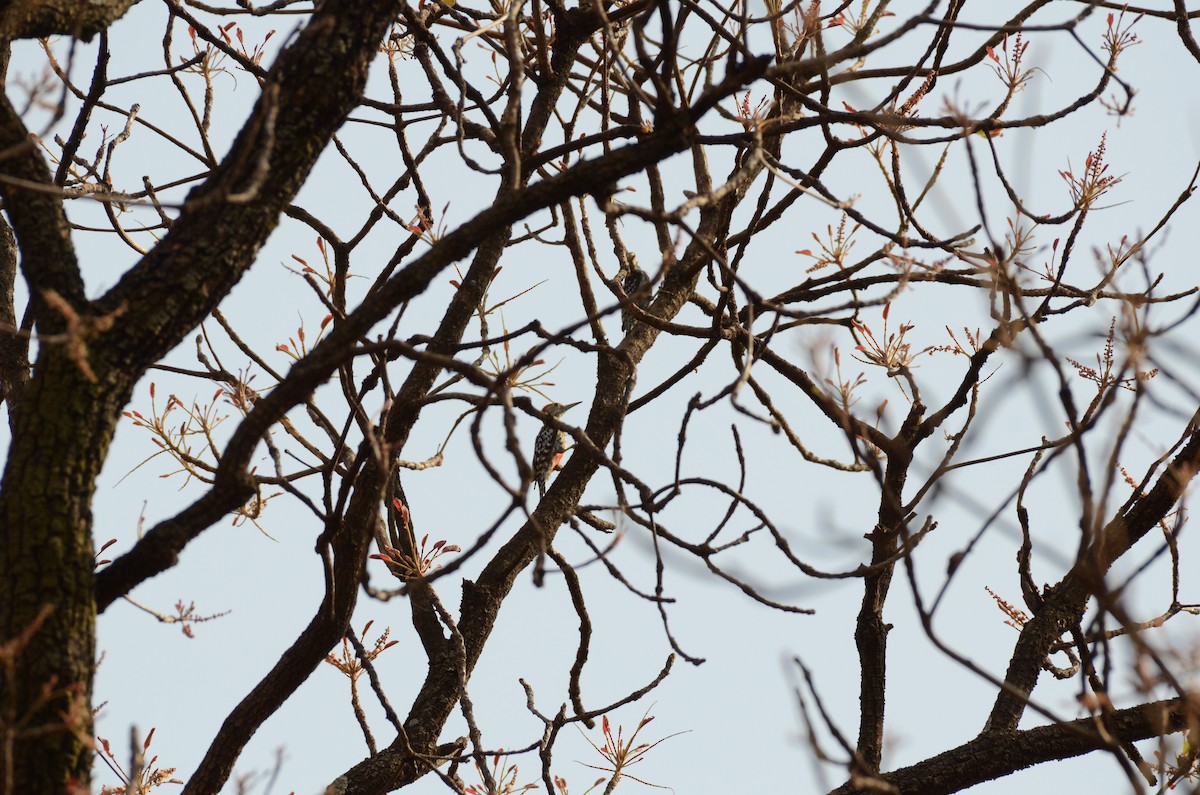 Yellow-crowned Woodpecker - ML58286381