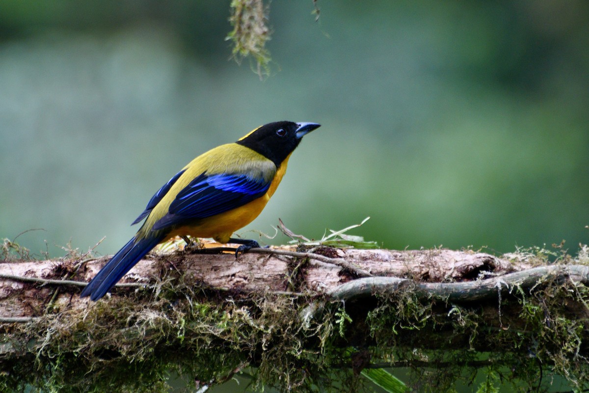 Black-chinned Mountain Tanager - ML582865031
