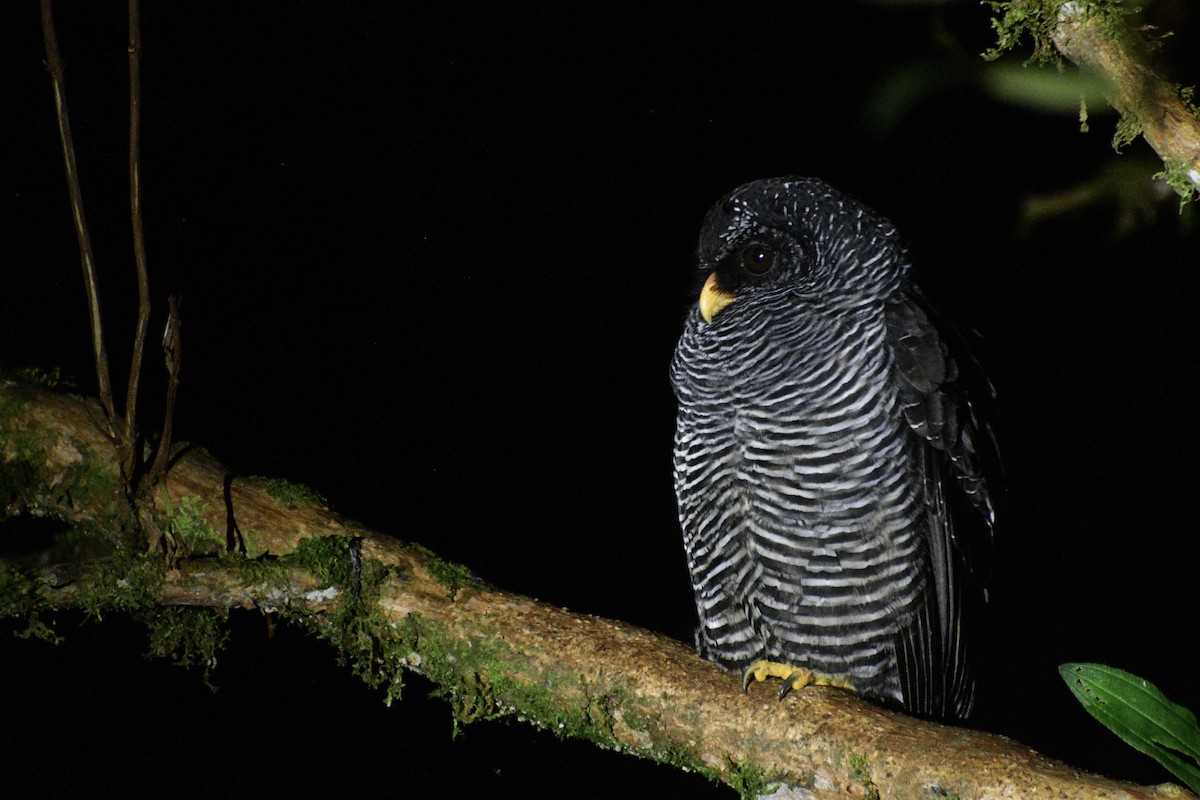 Black-banded Owl (San Isidro) - ML582866471