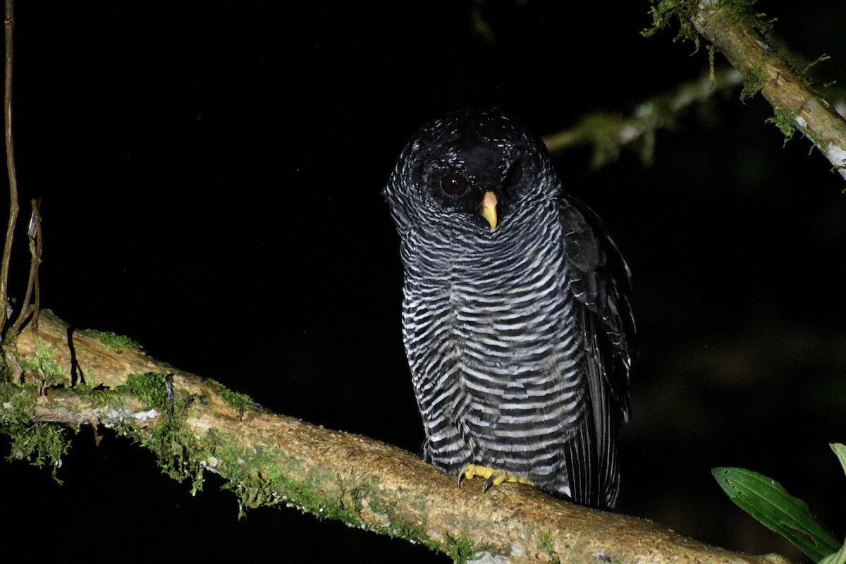 Black-banded Owl (San Isidro) - ML582866481