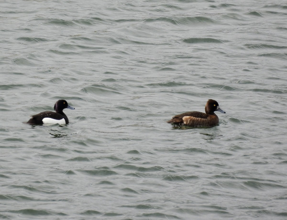 Tufted Duck - ML582867191