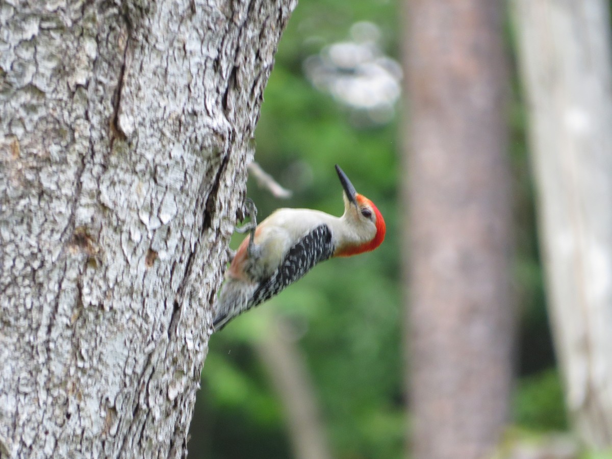 Red-bellied Woodpecker - ML582870711