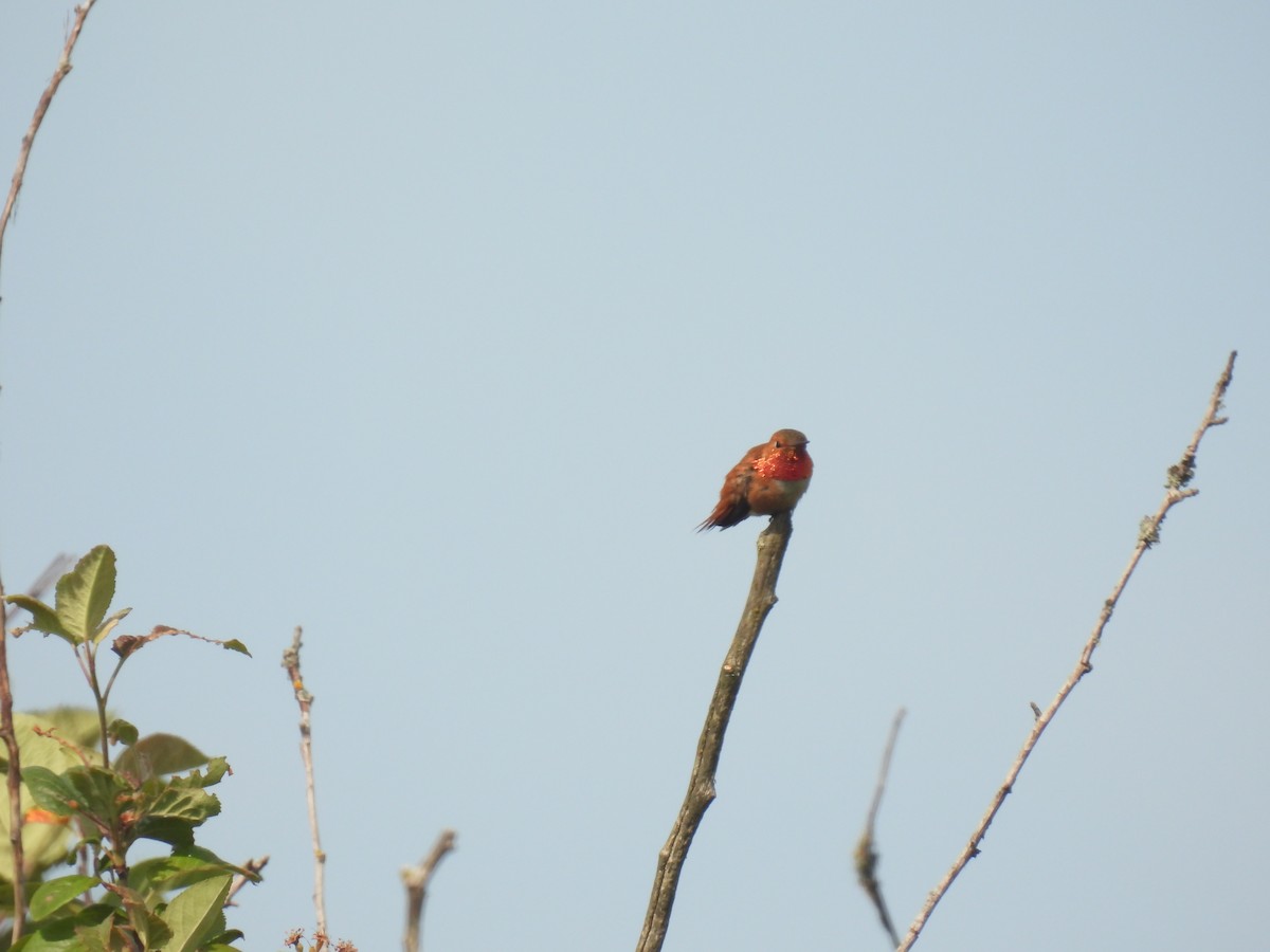 Rufous Hummingbird - ML582872361