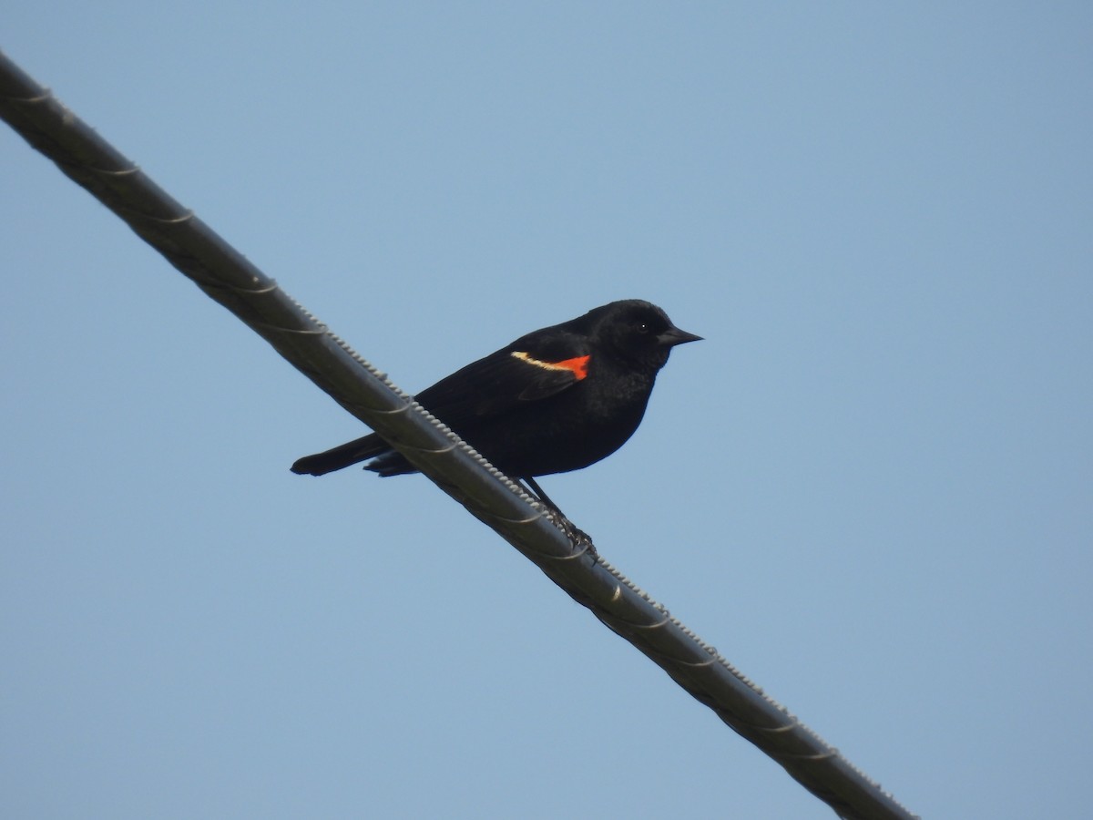 Red-winged Blackbird - ML582872411