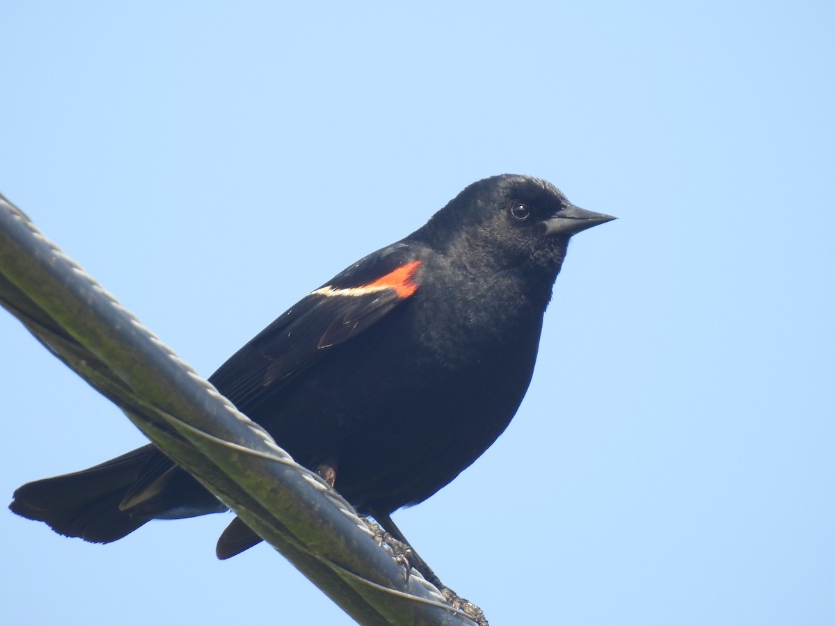 Red-winged Blackbird - ML582872471