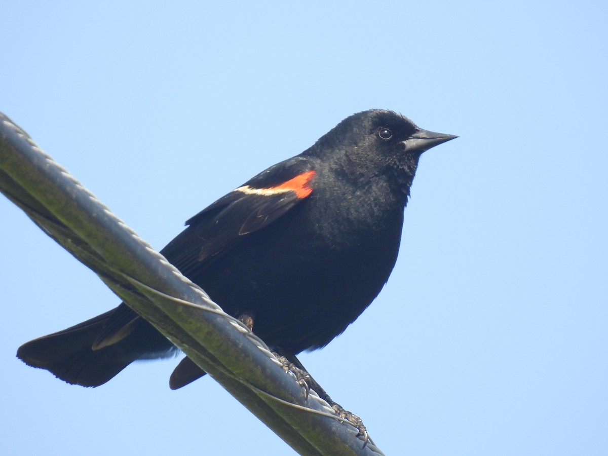 Red-winged Blackbird - ML582872491