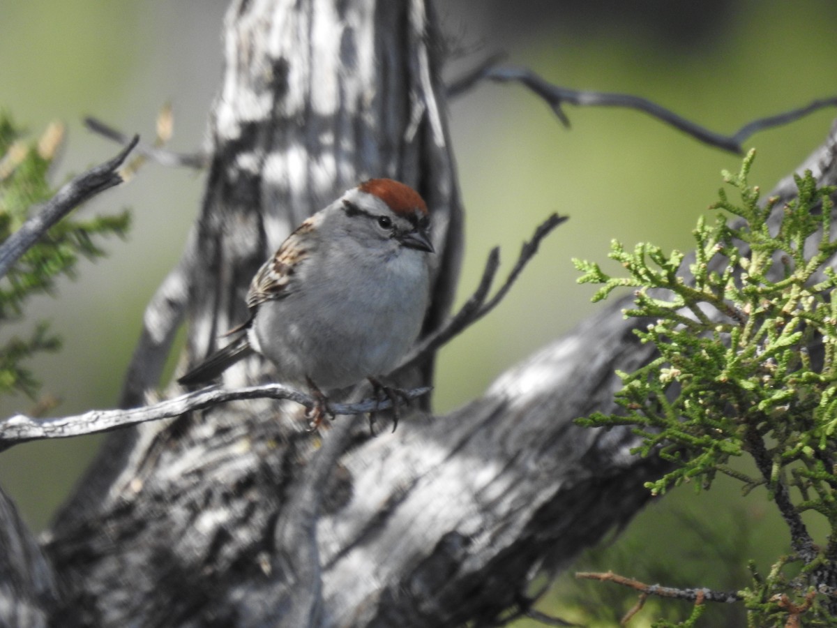 Chipping Sparrow - Forrest Luke