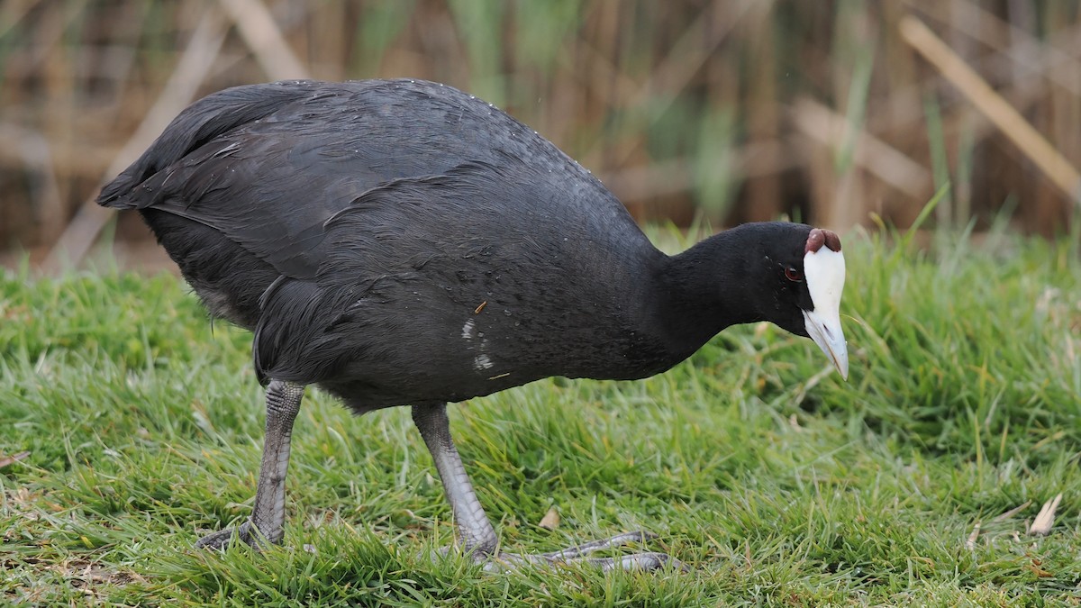 Red-knobbed Coot - ML582874941