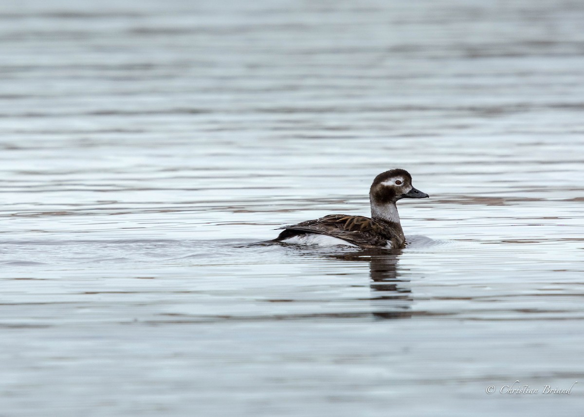 Long-tailed Duck - Christian Briand