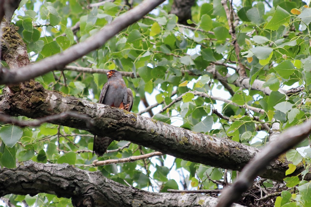 Red-footed Falcon - ML582885451