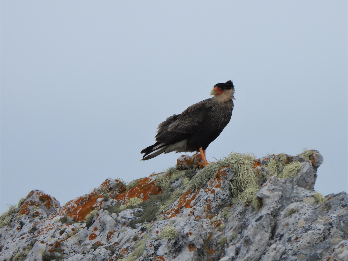 Crested Caracara (Southern) - ML582885941
