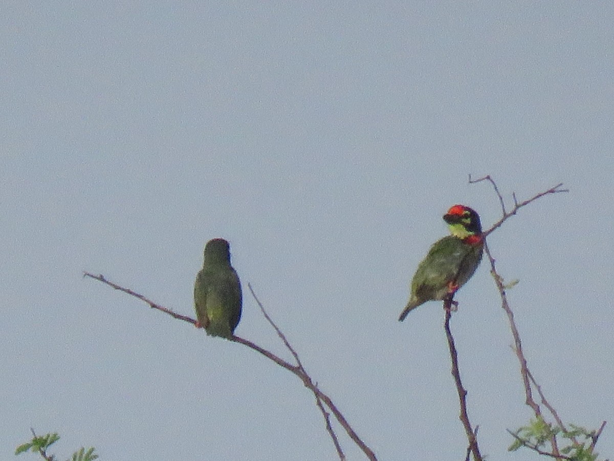 Coppersmith Barbet - Selvaganesh K