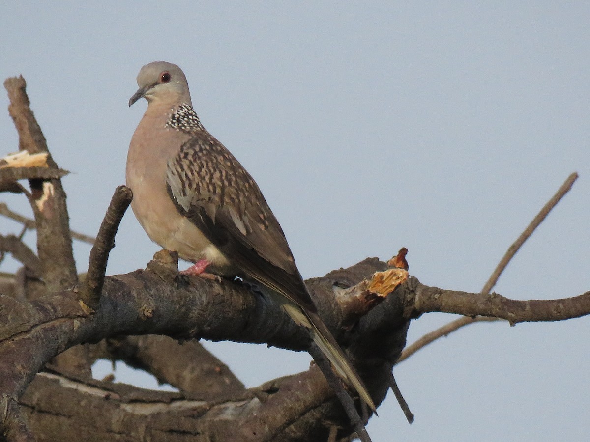 Spotted Dove - Selvaganesh K