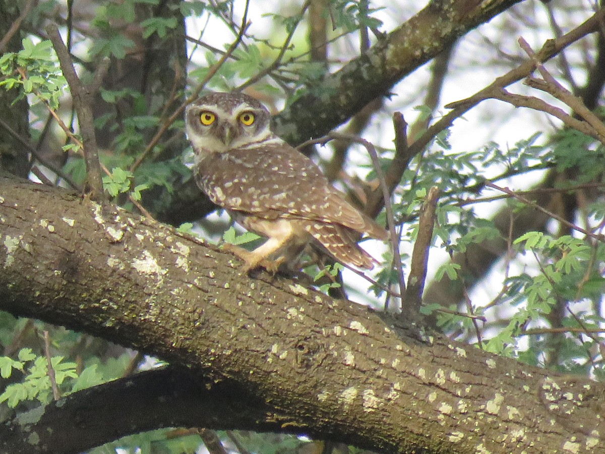 Spotted Owlet - ML58289071