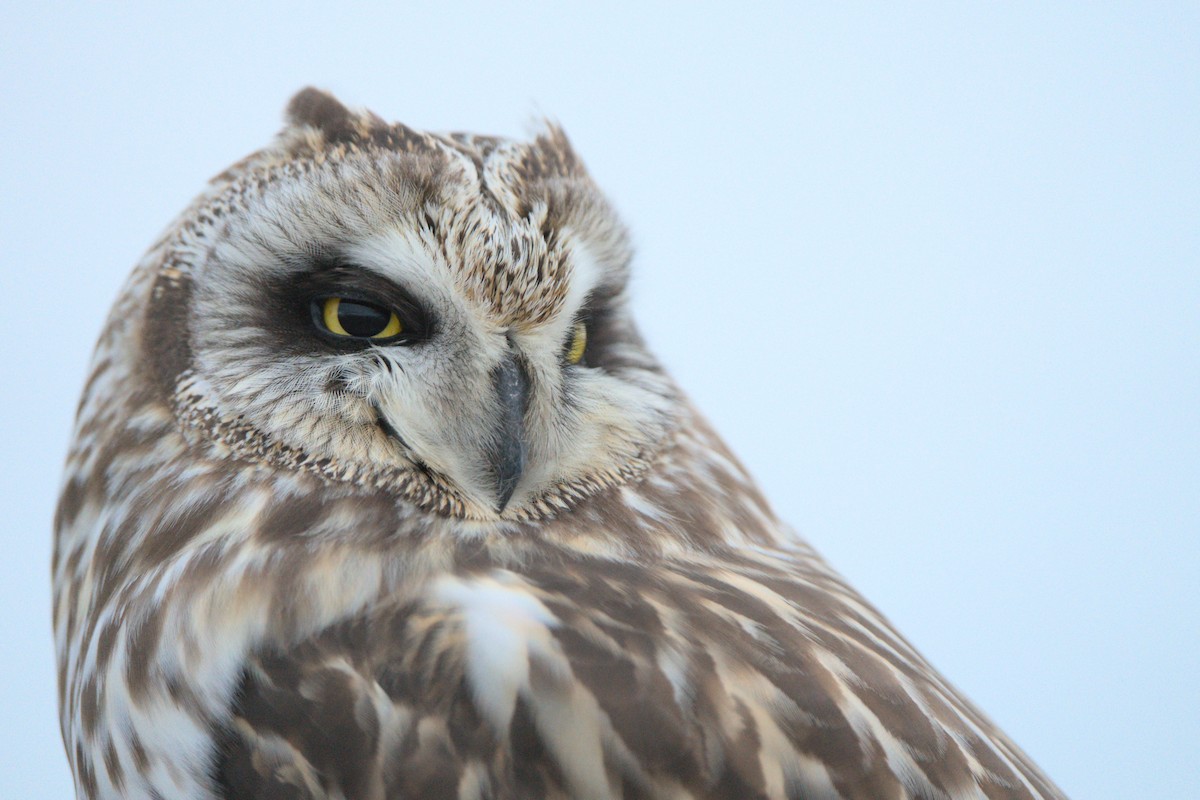 Short-eared Owl - ML582894411