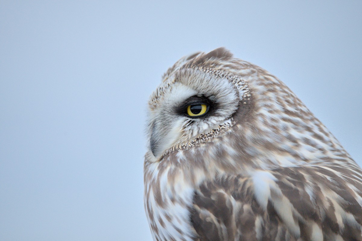 Short-eared Owl - ML582894421