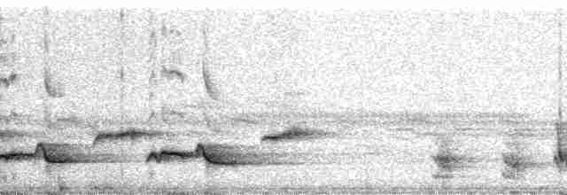 Beyaz Belli Şama [malabaricus grubu] - ML5829