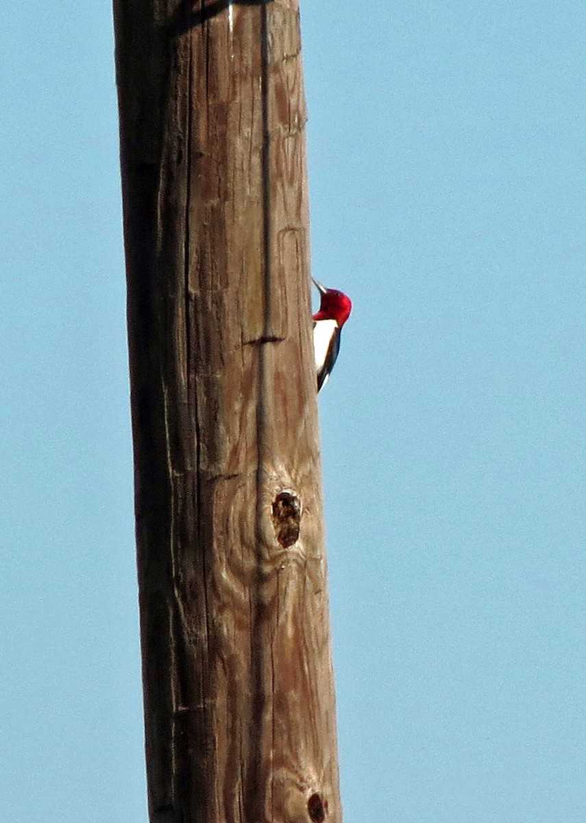 Red-headed Woodpecker - John Ault