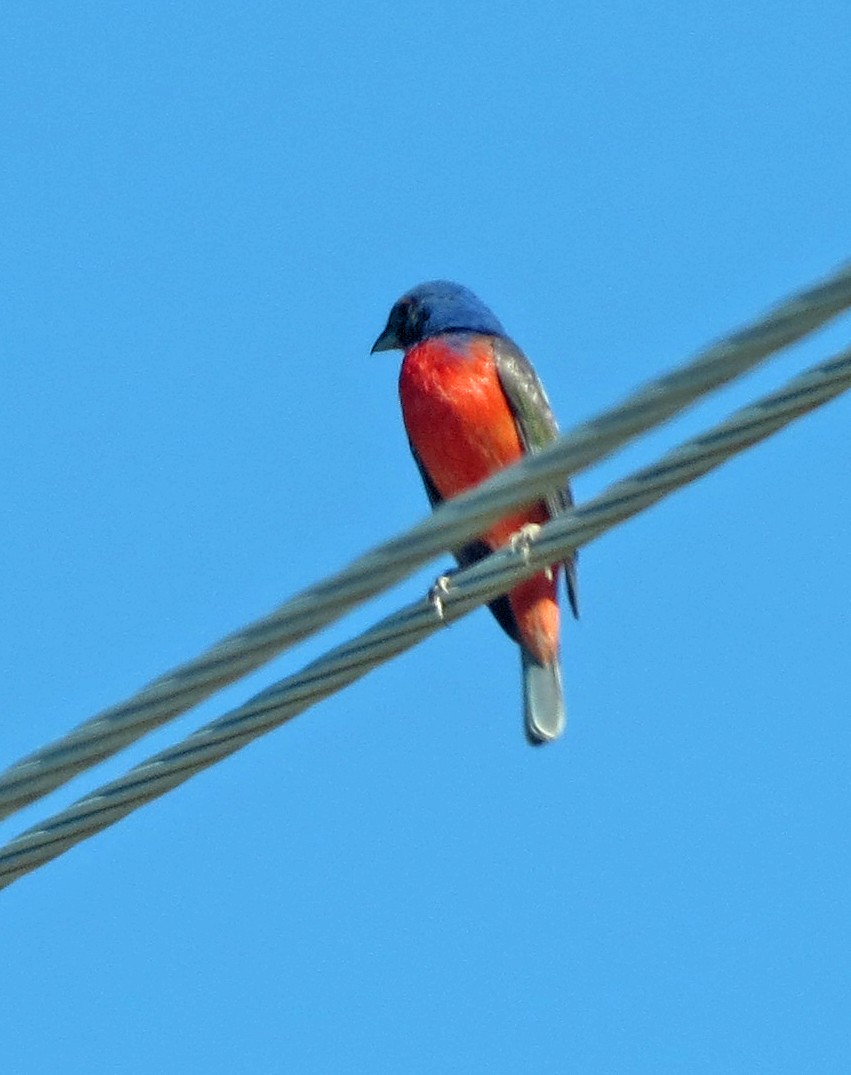 Painted Bunting - ML582900411