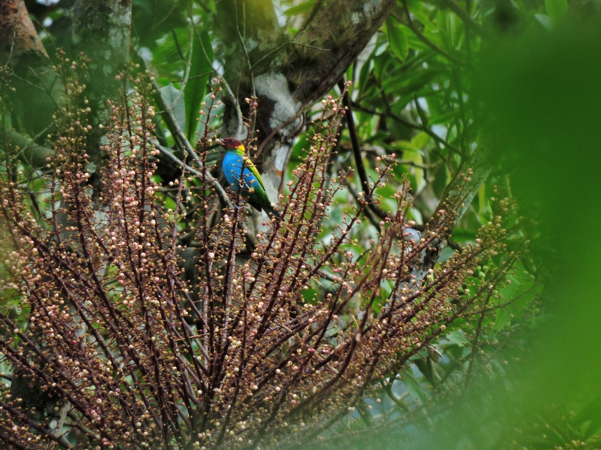 Bay-headed Tanager - ML58290321