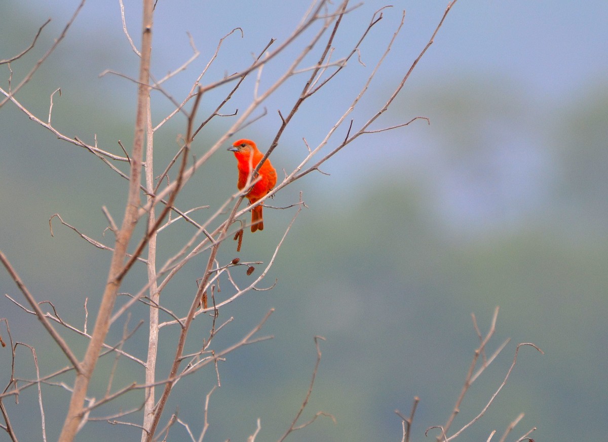 Hepatic Tanager - ML58290691