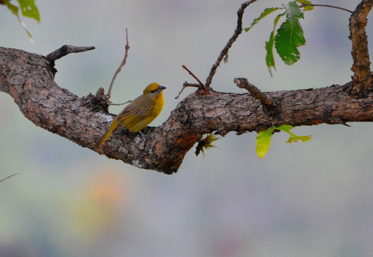 Hepatic Tanager - ML58290701