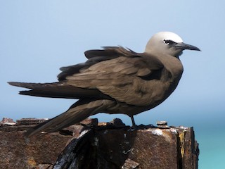  - Brown Noddy
