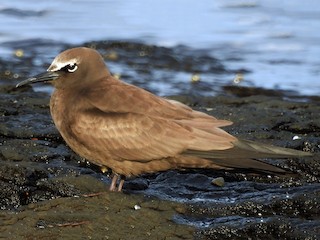  - Brown Noddy