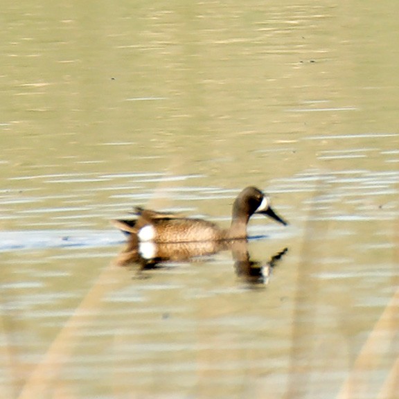 Blue-winged Teal - ML582915631