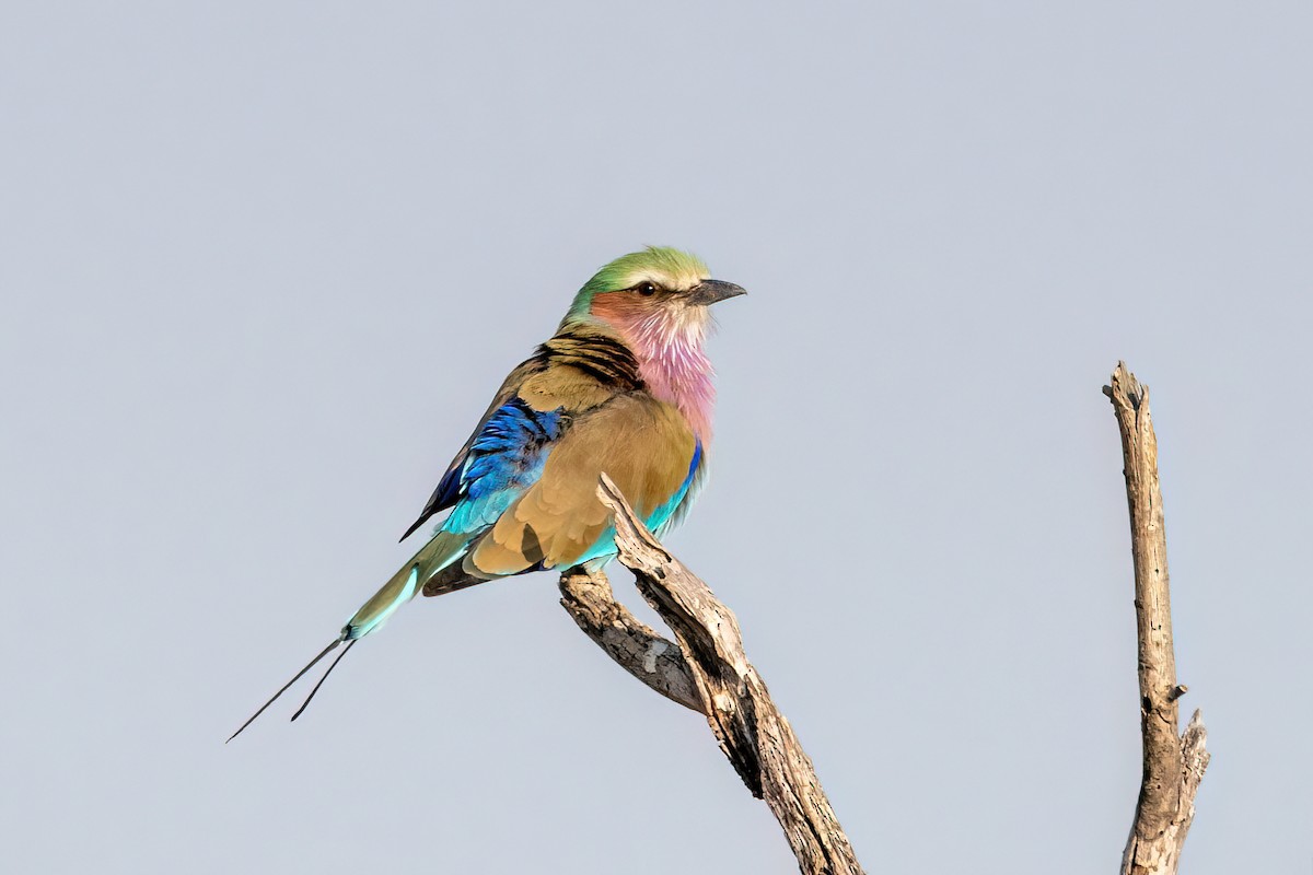 Lilac-breasted Roller - ML582920041