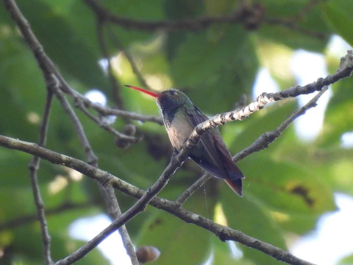 Buff-bellied Hummingbird - ML582920501