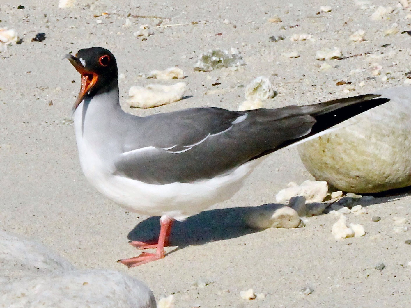 Swallow-tailed Gull - Michael Warner