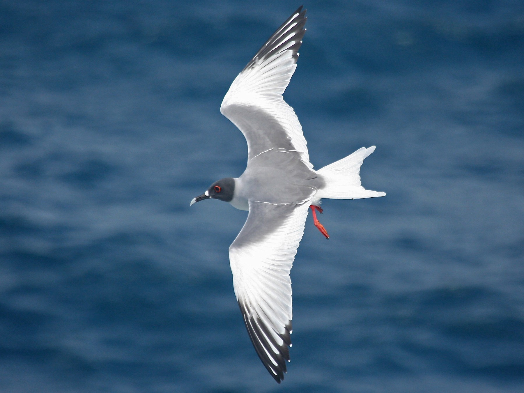 Swallow-tailed Gull - Gil Ewing