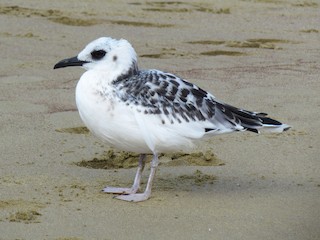 アカメカモメ - eBird