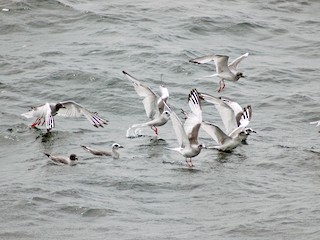 アカメカモメ - eBird