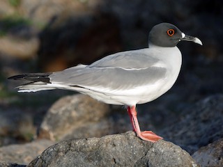 アカメカモメ - eBird