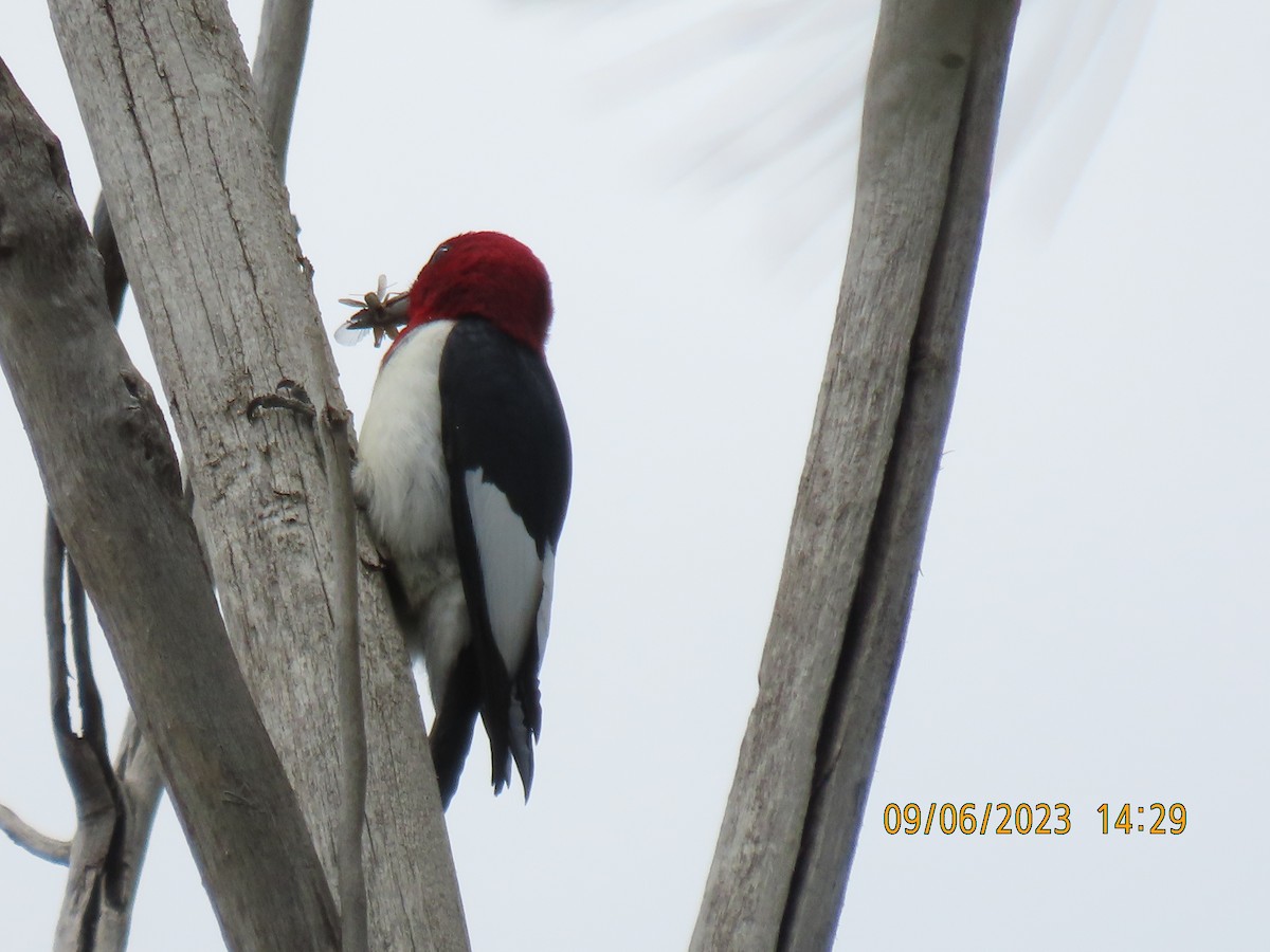 Red-headed Woodpecker - ML582925121