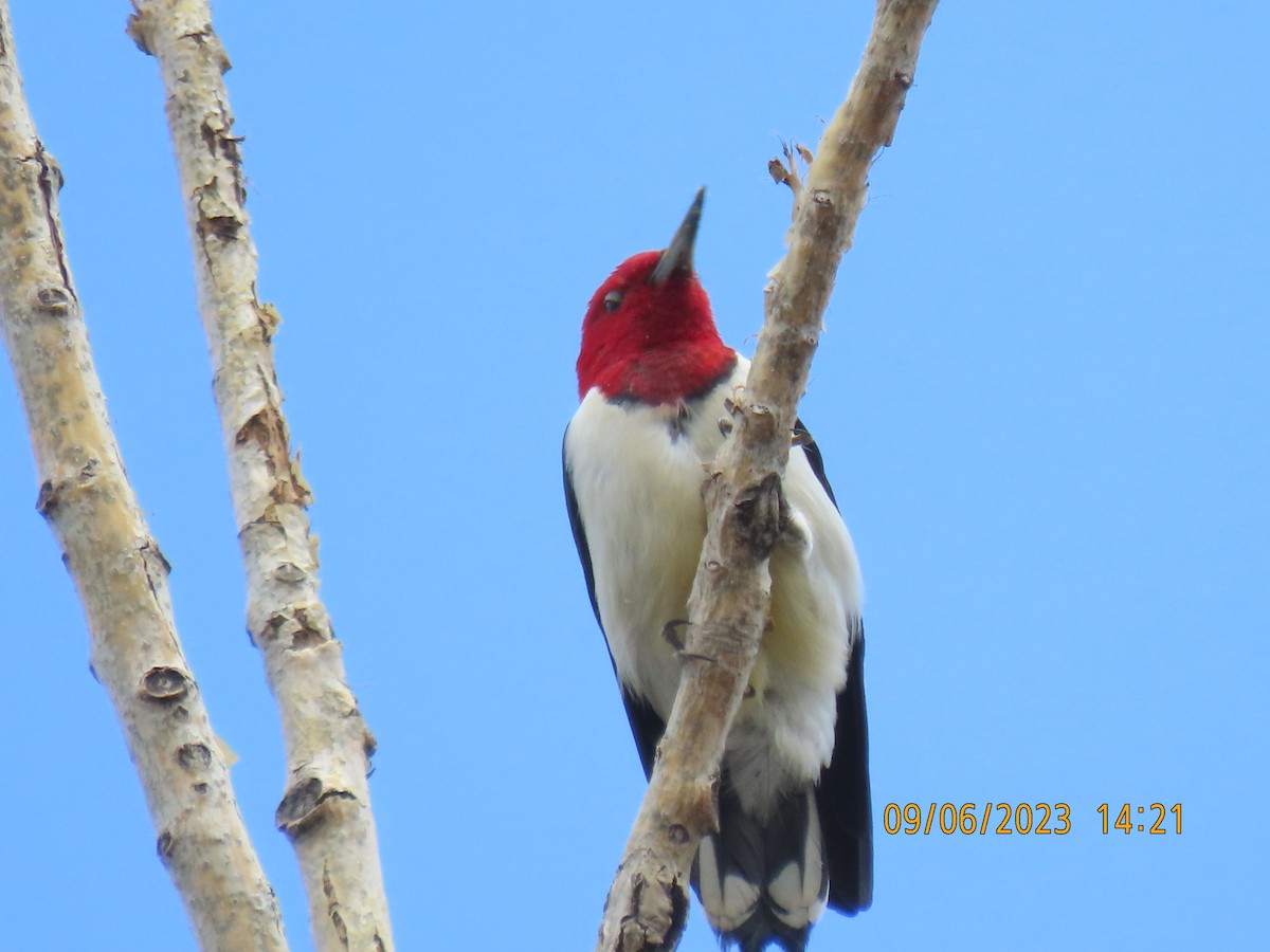 Red-headed Woodpecker - ML582925131