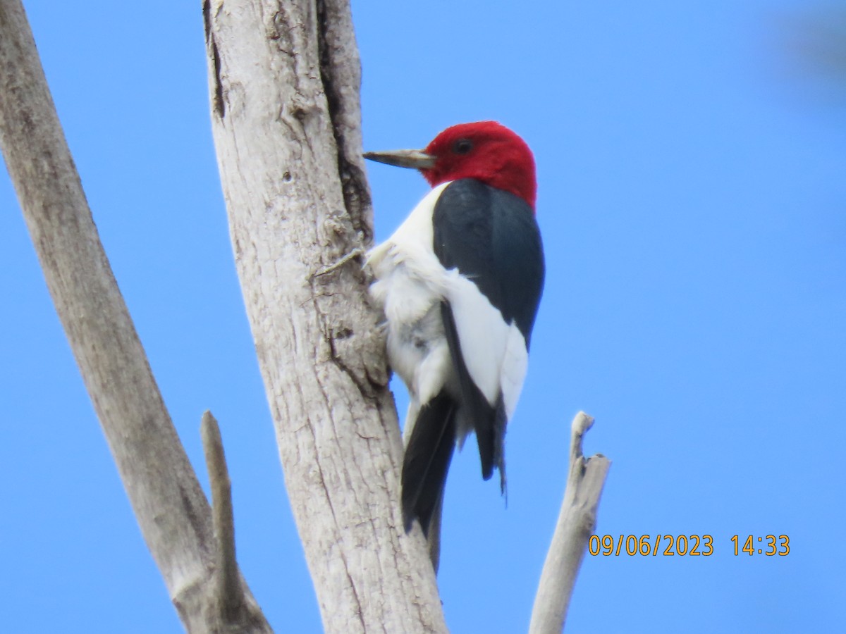 Red-headed Woodpecker - ML582925141