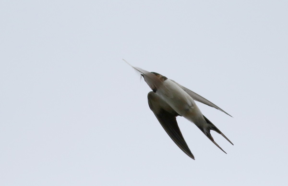 Barn Swallow (American) - ML58292601