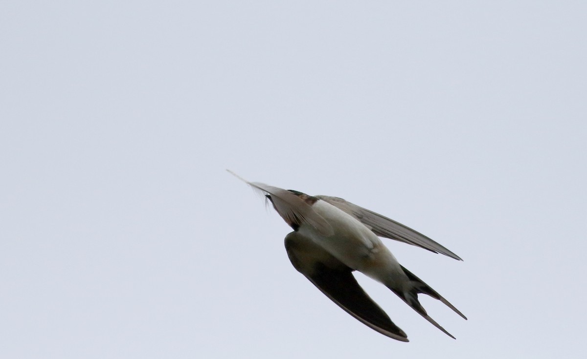 Barn Swallow (American) - ML58292611