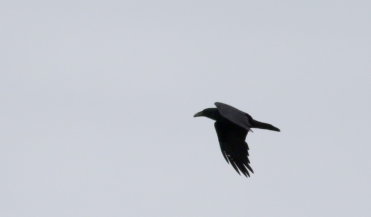Common Raven - ML58292901