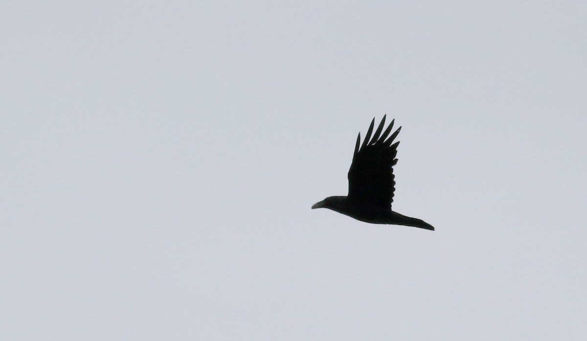 Common Raven - ML58292911