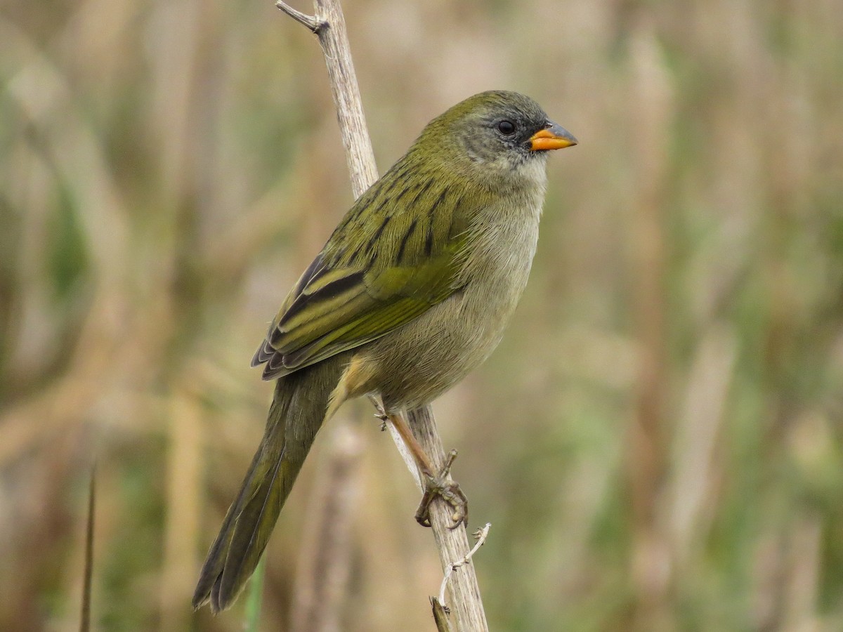 Great Pampa-Finch - Raphael Kurz -  Aves do Sul