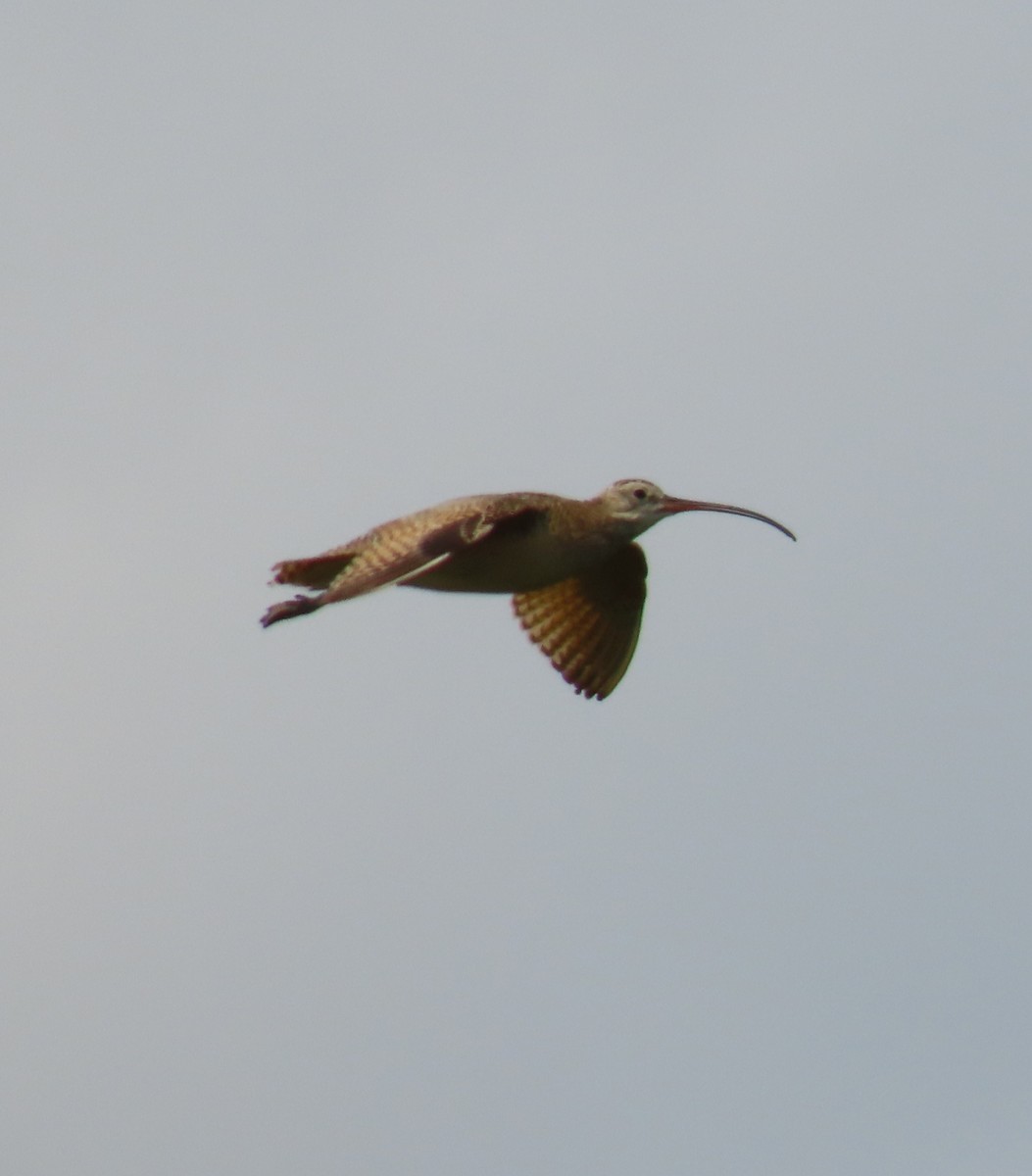 Long-billed Curlew - ML582936281