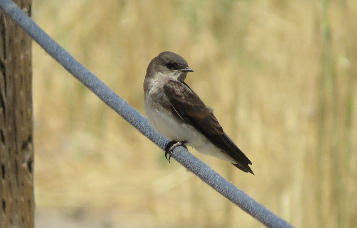 Northern Rough-winged Swallow - George Leonberger