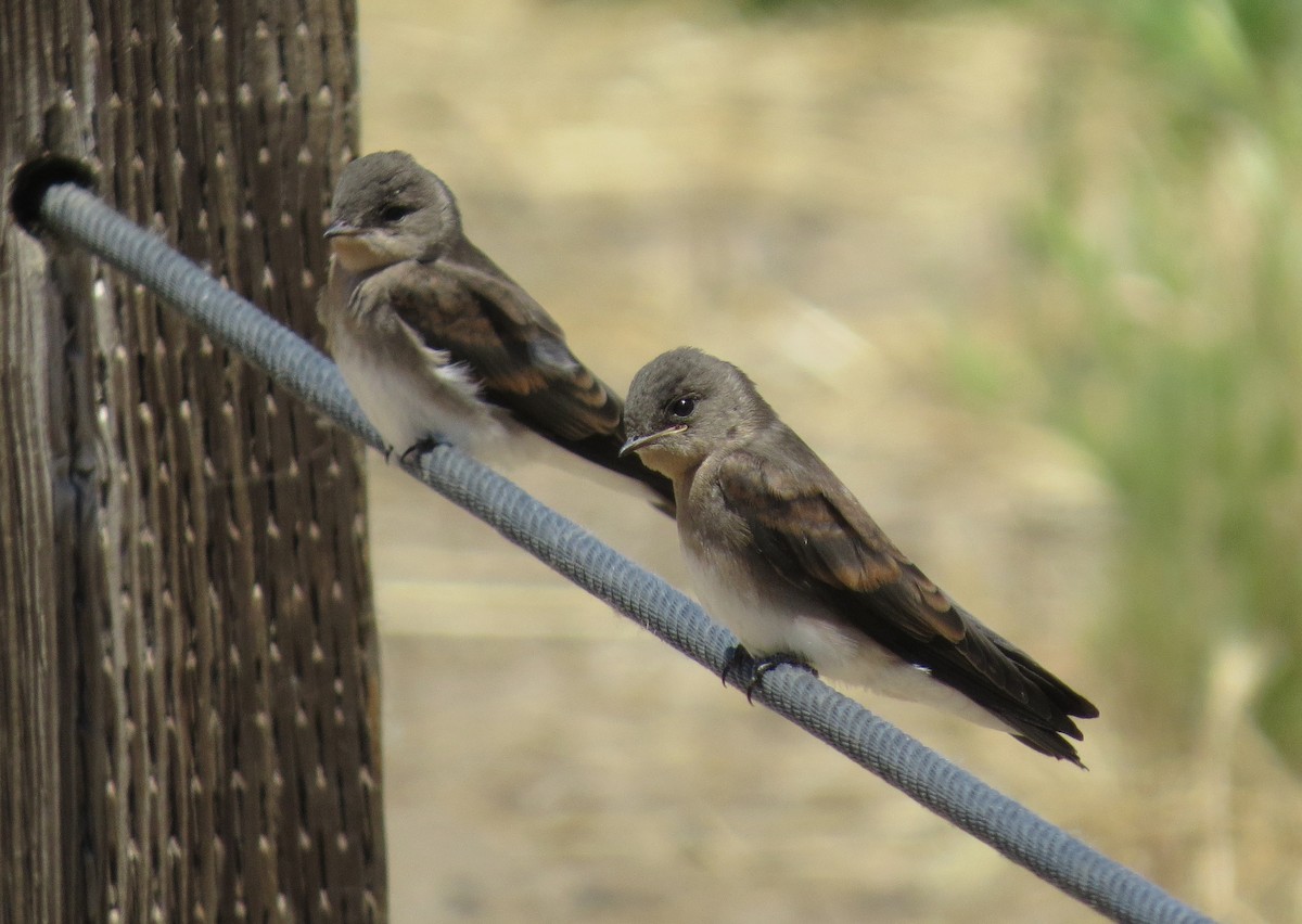 Northern Rough-winged Swallow - ML582938121