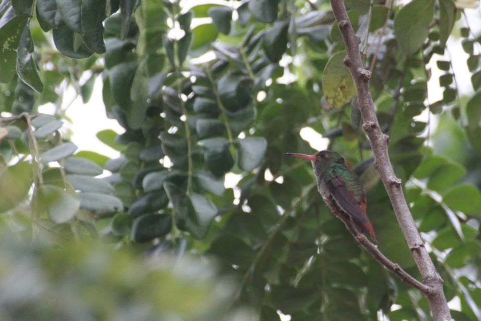 Rufous-tailed Hummingbird - ML582938271