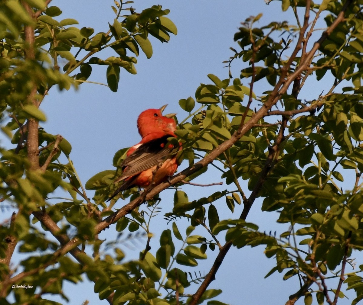 Scarlet Tanager - ML582939531