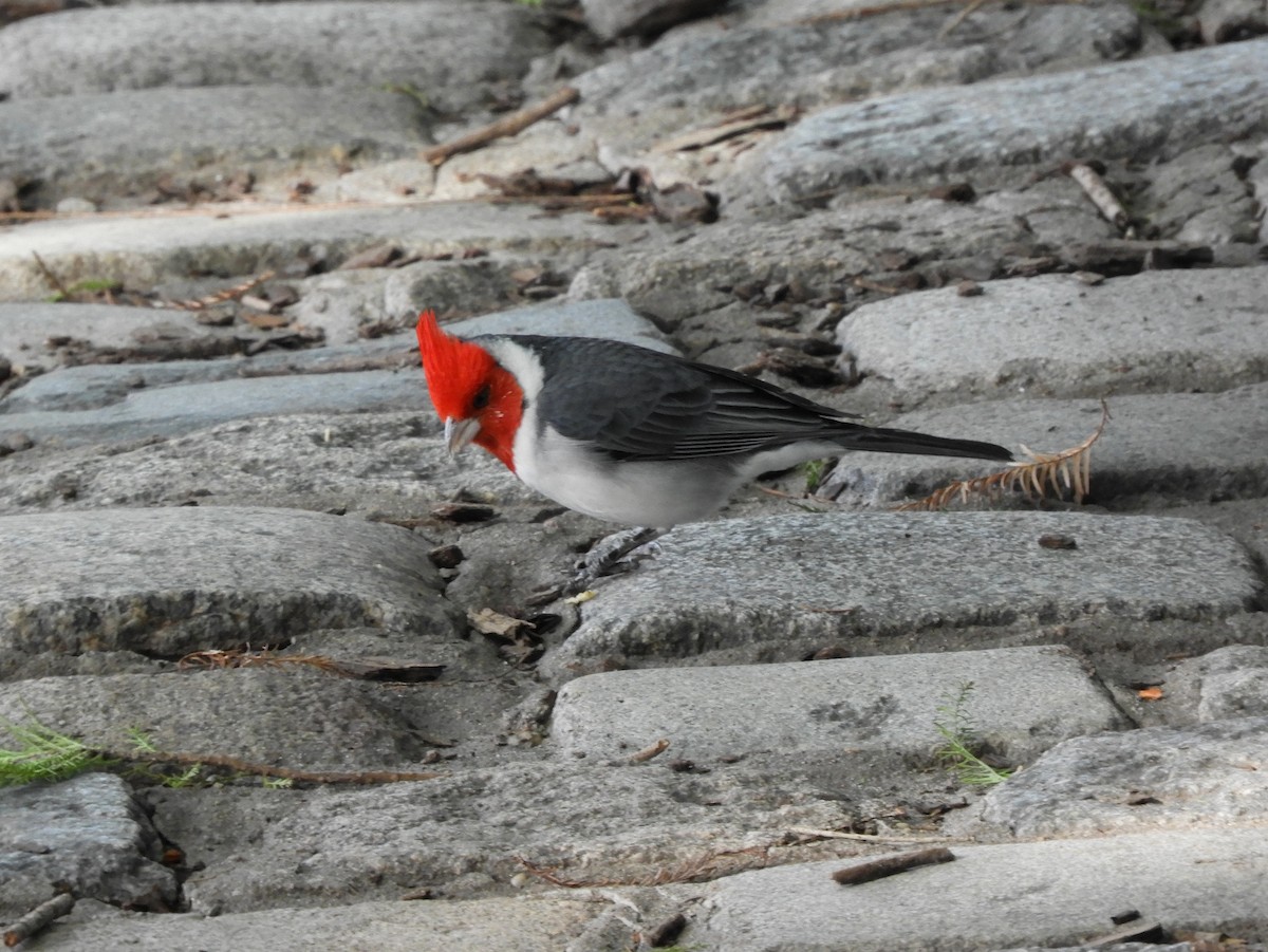 Red-crested Cardinal - ML582941131